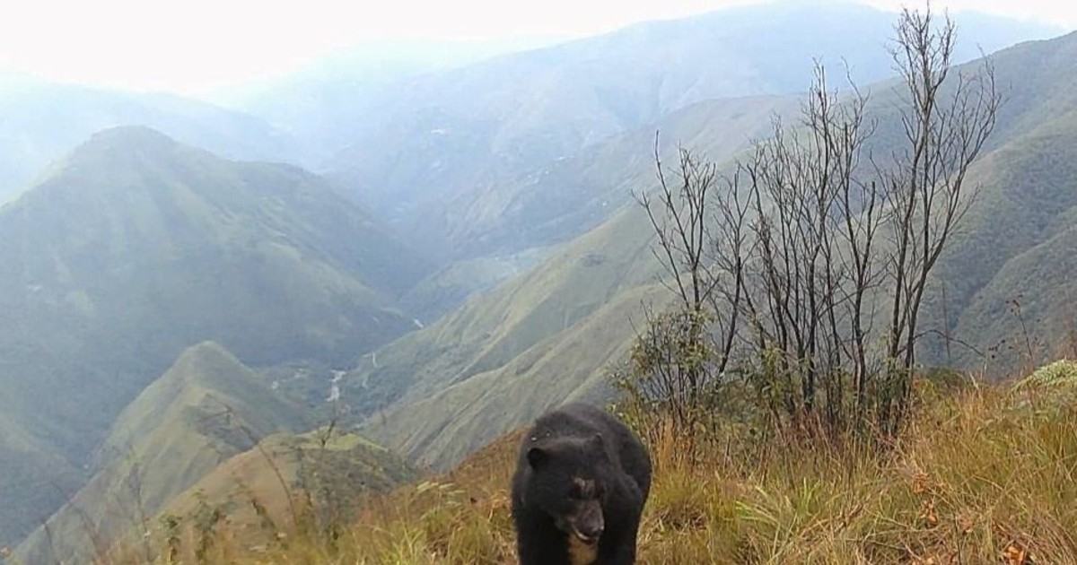 Descubren oso jucumari en Yungas encuentro inédito conmueve a conservacionistas