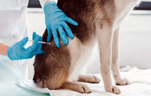 Zoonosis aplica 80 mil dosis en vacunación canina