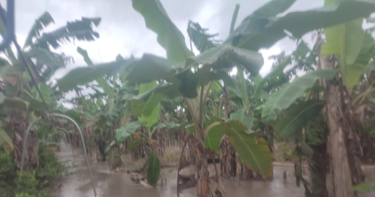 Trópico: Inundación destruye 2.700 hectáreas de banano; piden inspección