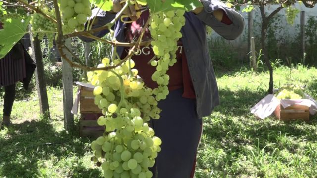 Vitícolas de Yacuiba anuncian preparativos para la Vendimia 2024