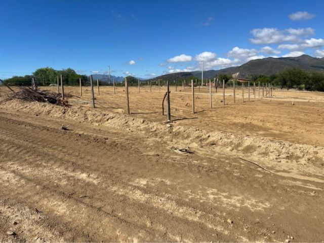 Urbanizaciones en el valle central amenazan viñedos tradicionales según expertos Urbanizaciones en el valle central amenazan viñedos tradicionales según expertos