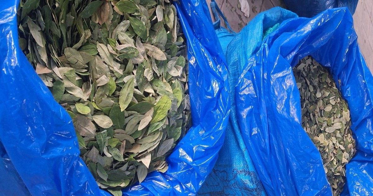 OMS mantiene la coca entre las sustancias más peligrosas por su riesgo de cocaína