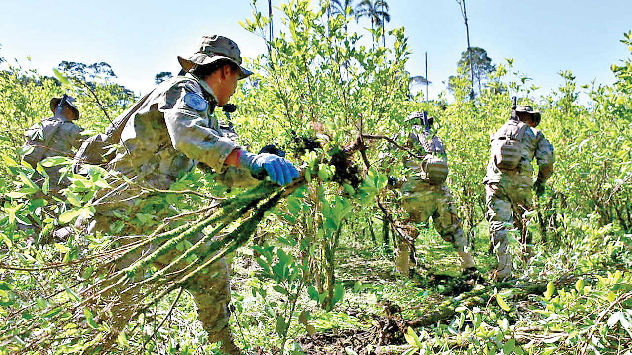 UNODC revela aumento del 10 por ciento en cultivos de coca en Bolivia 2024