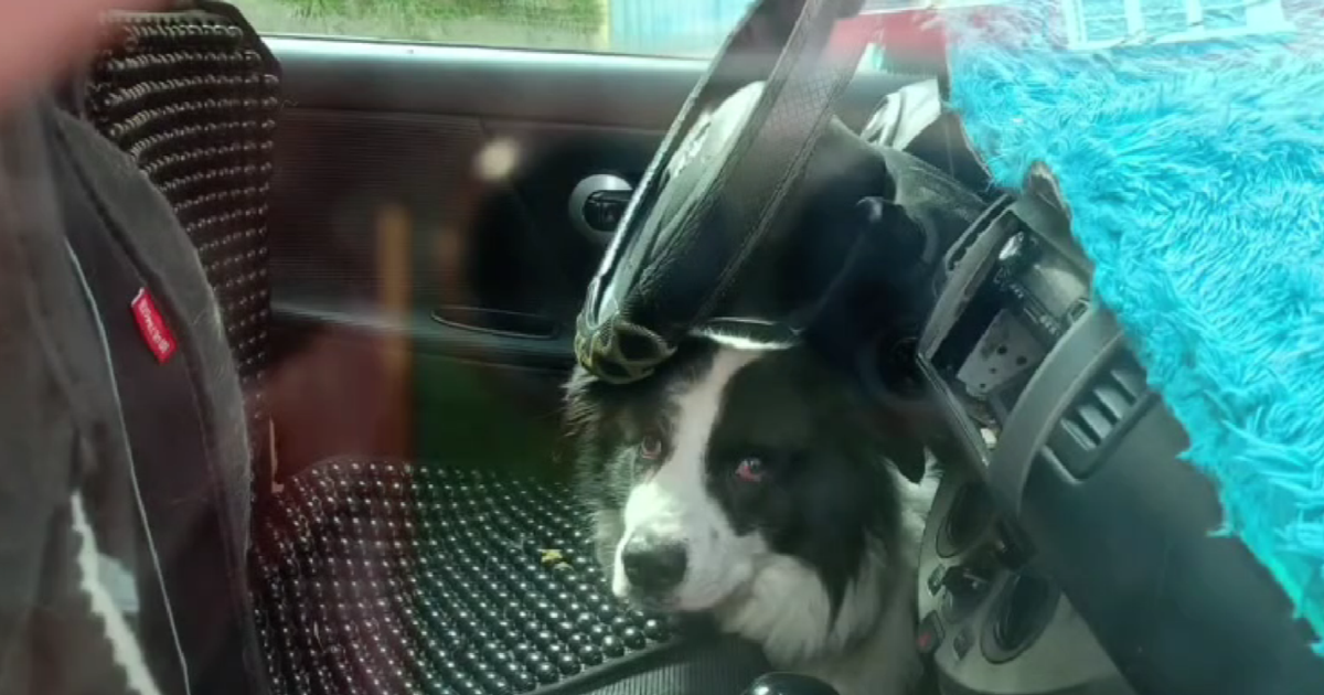 Fiscalía de La Paz investiga caso de maltrato a perrito encerrado ocho horas en vehículo