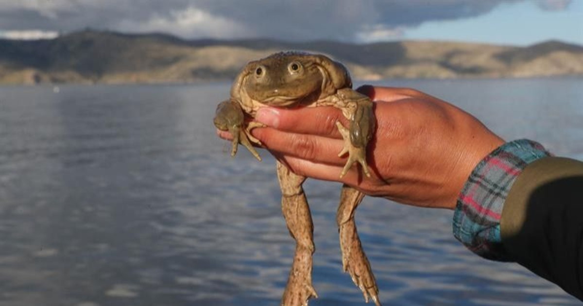 La rana gigante del Titicaca advierte sobre su peligro por consumo humano en Bolivia