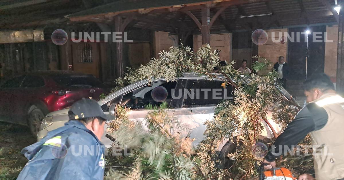 Vientos derriban 17 árboles y dos letreros en Cochabamba y causan daños Vientos derriban 17 árboles y dos letreros en Cochabamba y causan daños