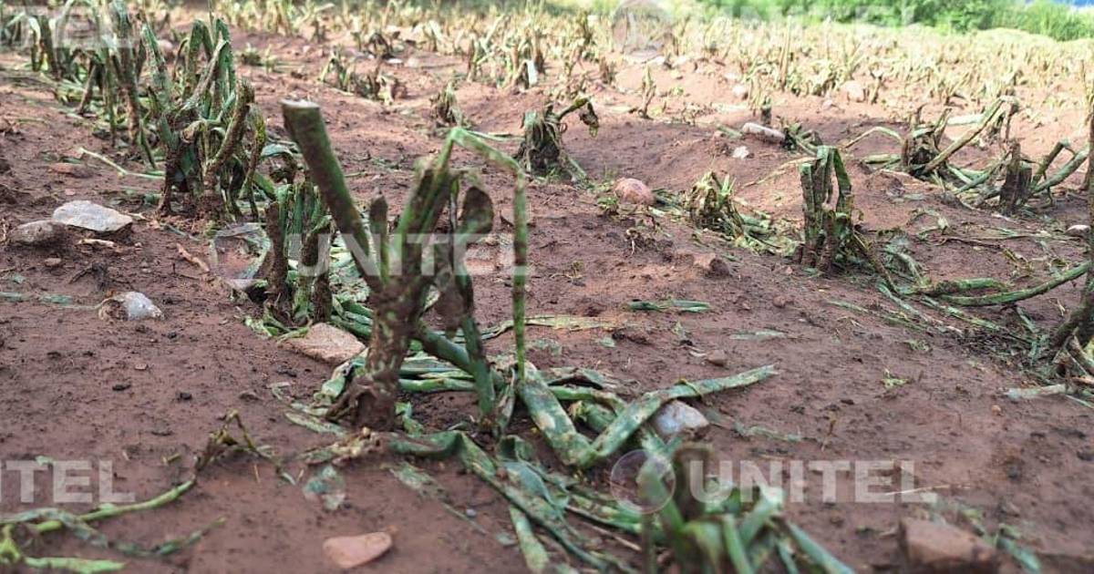 Granizo afecta 50 hectáreas de cultivos en Sipe Sipe Cochabamba