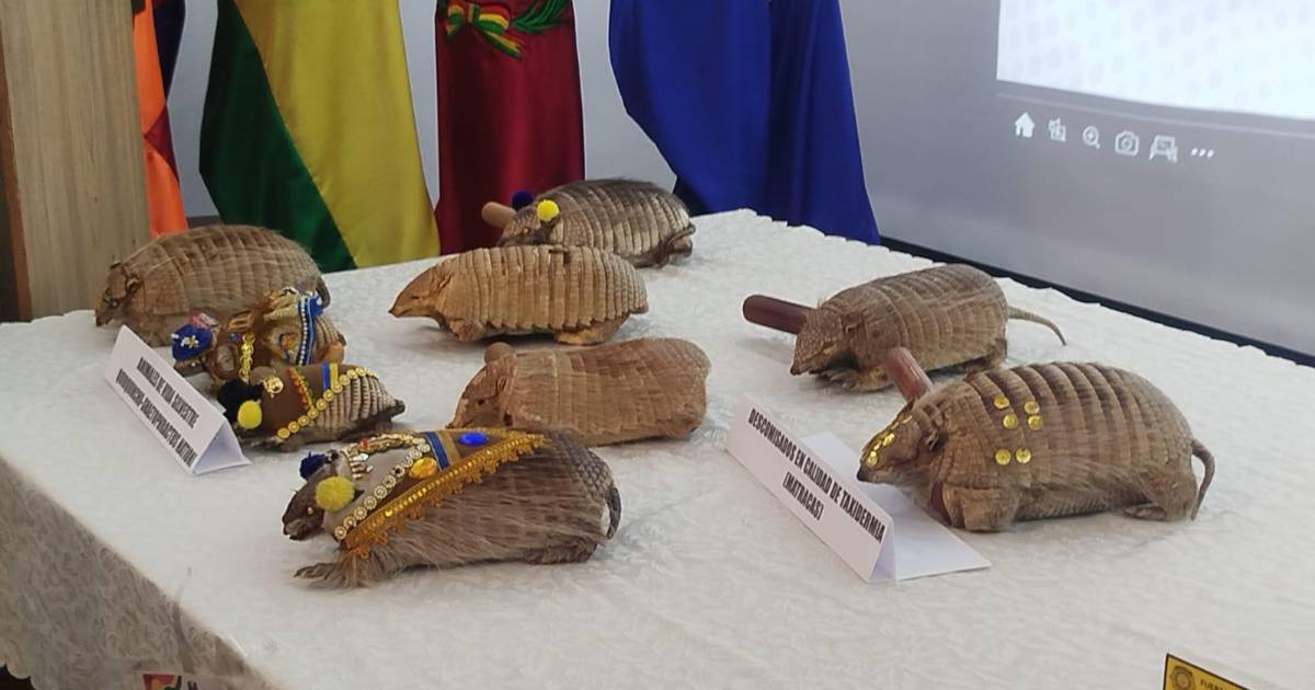 Policía de Oruro decomisa nueve quirquinchos disecados usados como matracas en convite