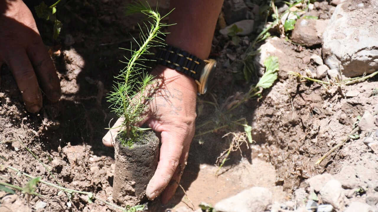 Gobernación y mineros reforestan 500 hectáreas en Sicaya para preservar el bosque