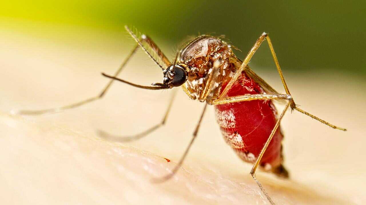 Santa Cruz registra tres muertes y supera tres mil casos de chikungunya Santa Cruz registra tres muertes y supera tres mil casos de chikungunya