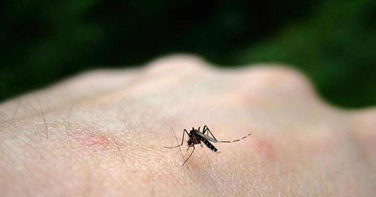 Santa Cruz investiga cuarto posible deceso por chikungunya en 2024