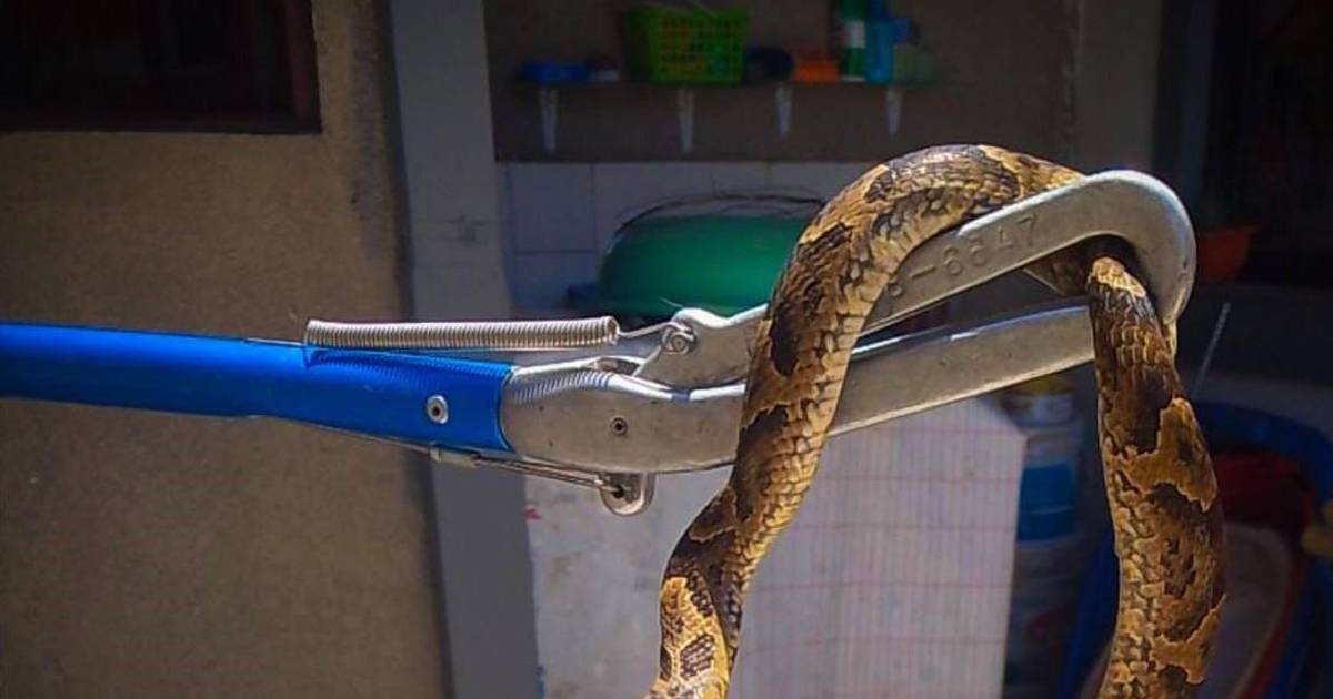 Rescatan a víbora en vivienda de Cochabamba tras llamada de vecinos