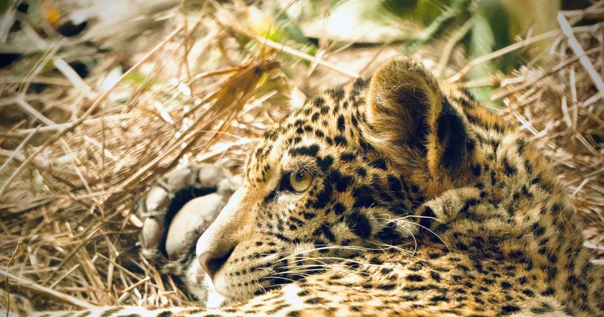 Bolivia libera por primera vez en su hábitat a jaguar rescatado de incendios