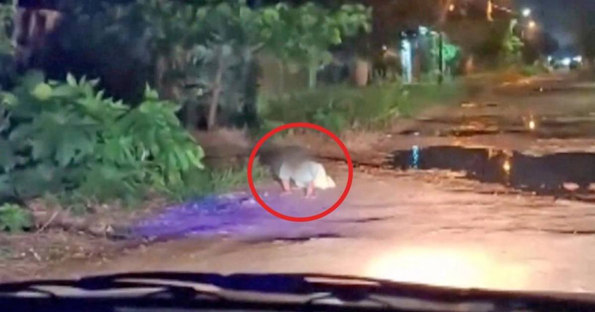 Defensoría de Derechos Humanos advierte proceso legal a padres de bebé que gatea solo en calle Defensoría de Derechos Humanos advierte proceso legal a padres de bebé que gatea solo en calle