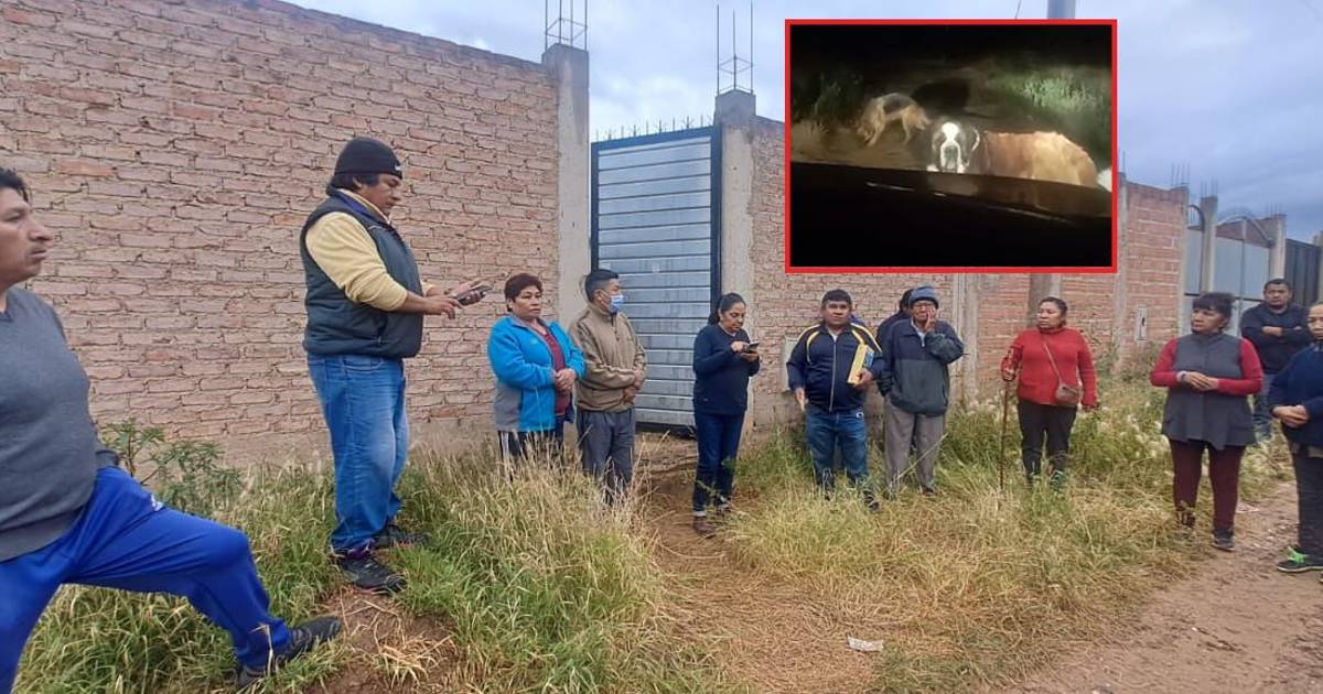 Vecinos de Santa Cruz denuncian ataque de perros que mata a mascota y exigen Zoonosis