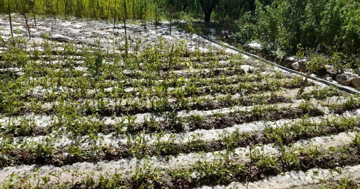 Potosí activa apoyo urgente para productores afectados por granizada en Cotagaita