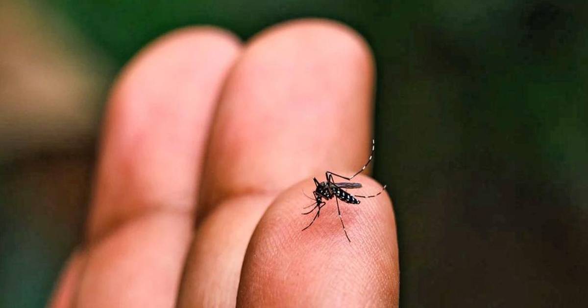 Potosí reporta 31 casos de chikungunya y Sedes declara emergencia sanitaria Potosí reporta 31 casos de chikungunya y Sedes declara emergencia sanitaria