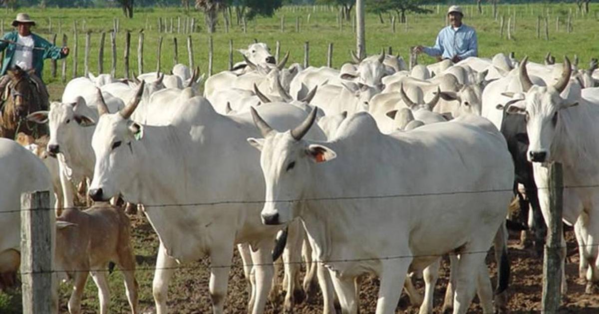 Senado sanciona nueva ley en Bolivia que impone penas de hasta 8 años por abigeato Senado sanciona nueva ley en Bolivia que impone penas de hasta 8 años por abigeato