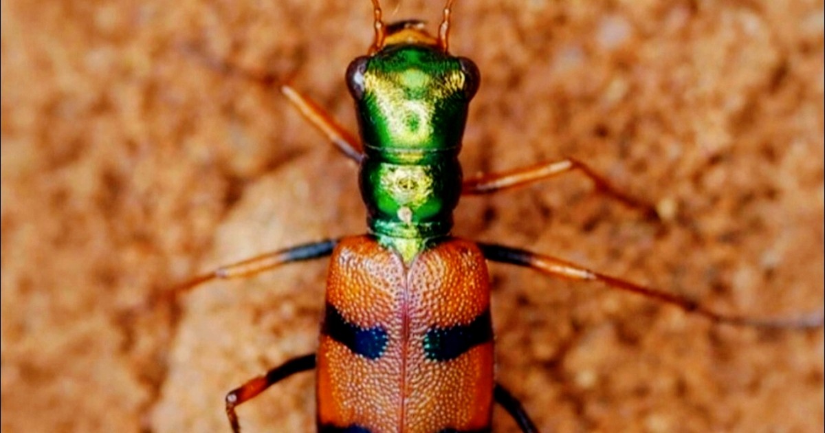 El escarabajo tigre chiquitano gana el Desafío de Conservación de Uproar