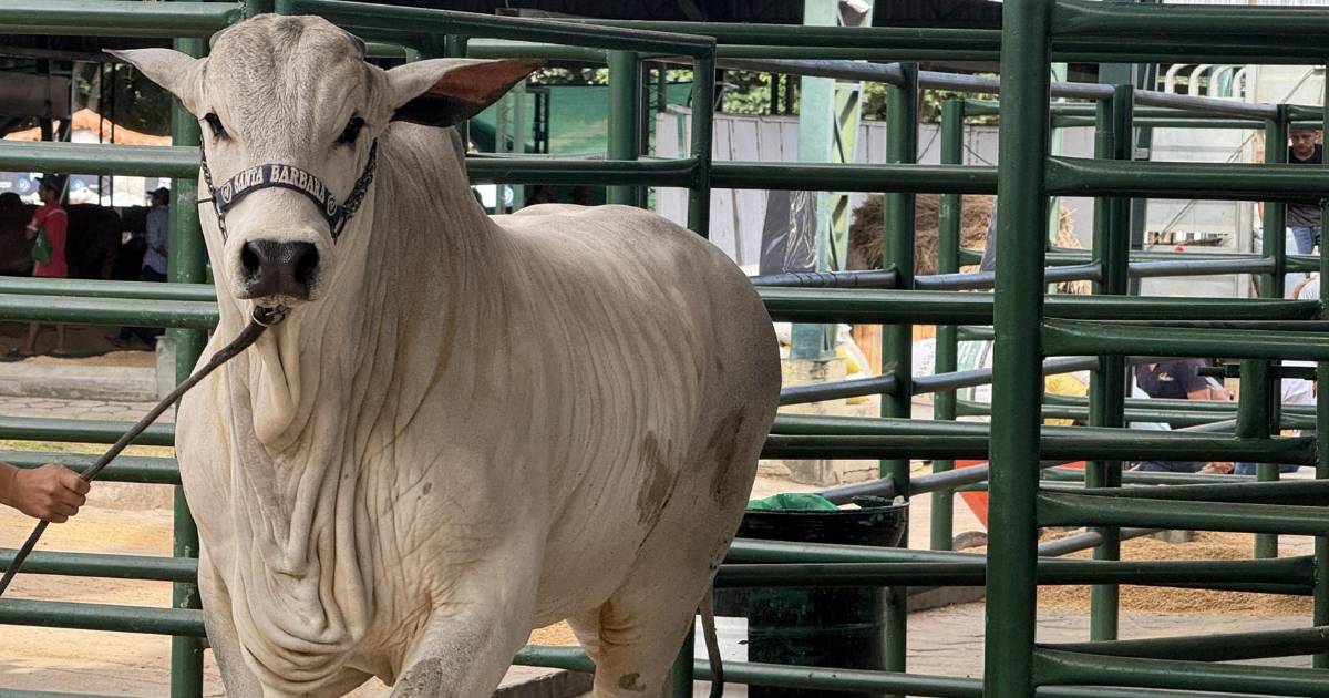 Agropecruz 2026 destaca avances genéticos y dinamismo del sector pecuario