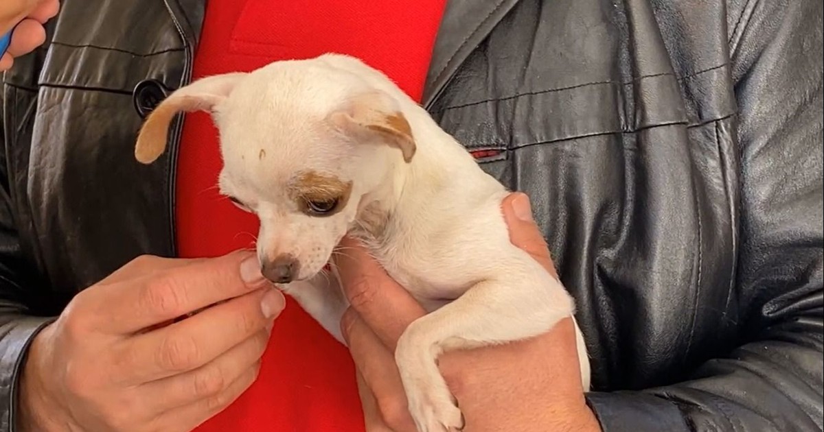 Rescatan a 21 perros hacinados y explotados en criadero clandestino