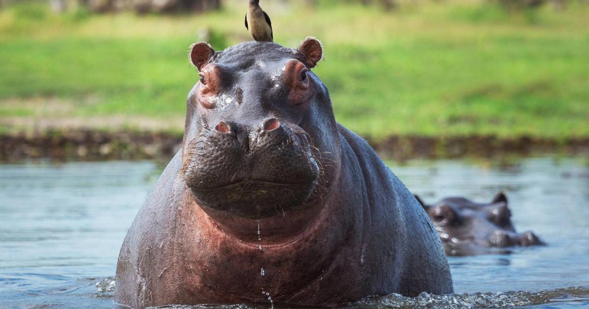 Colombia inicia plan de control y eutanasia para reducir población invasora de hipopótamos