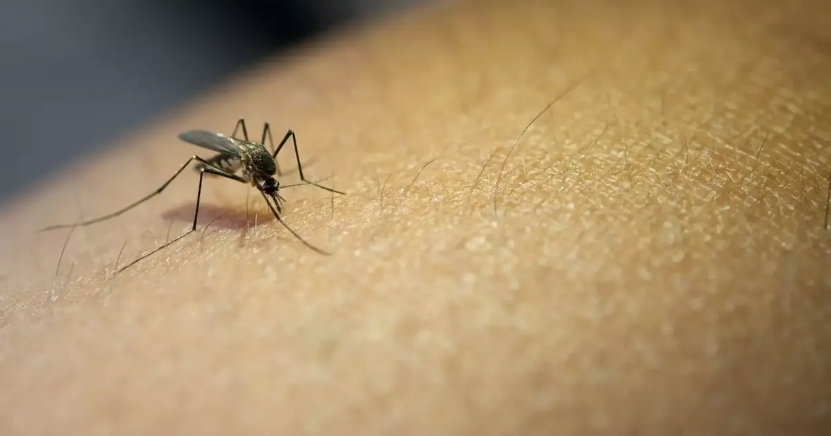 Confirman segundo caso de fiebre amarilla en Gutiérrez tras muerte de un joven de 20 años Confirman segundo caso de fiebre amarilla en Gutiérrez tras muerte de un joven de 20 años