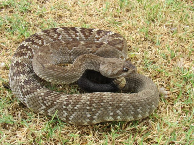 Niño mordido por serpiente cascabel en Tarija mejora tras hemodiálisis y saldrá de terapia intensiva