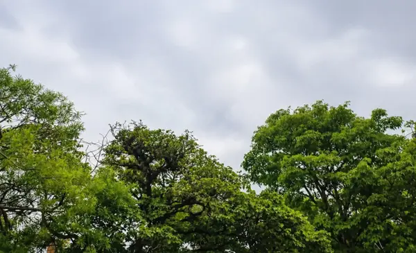 Senamhi pronostica tormentas eléctricas y lluvias para este miércoles en varias regiones de Bolivia