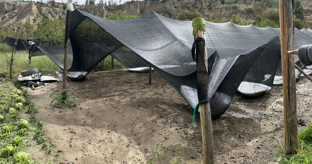 Granizada en Mecapaca destruye más de 30 hectáreas de cultivos y deja a comunarios sin ingresos