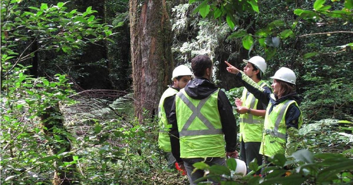 Decreto 5613 permite revertir concesiones forestales para dotación a comunidades campesinas e indígenas