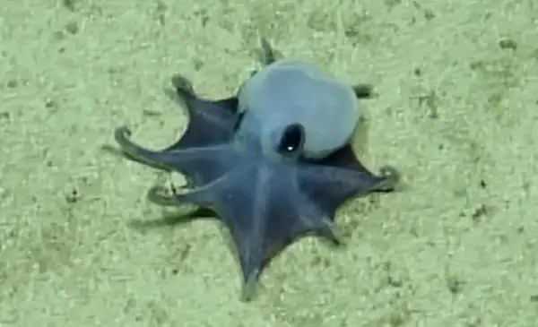 Científicos descubren en Galápagos un pulpo azul de aguas profundas, una nueva especie para la ciencia