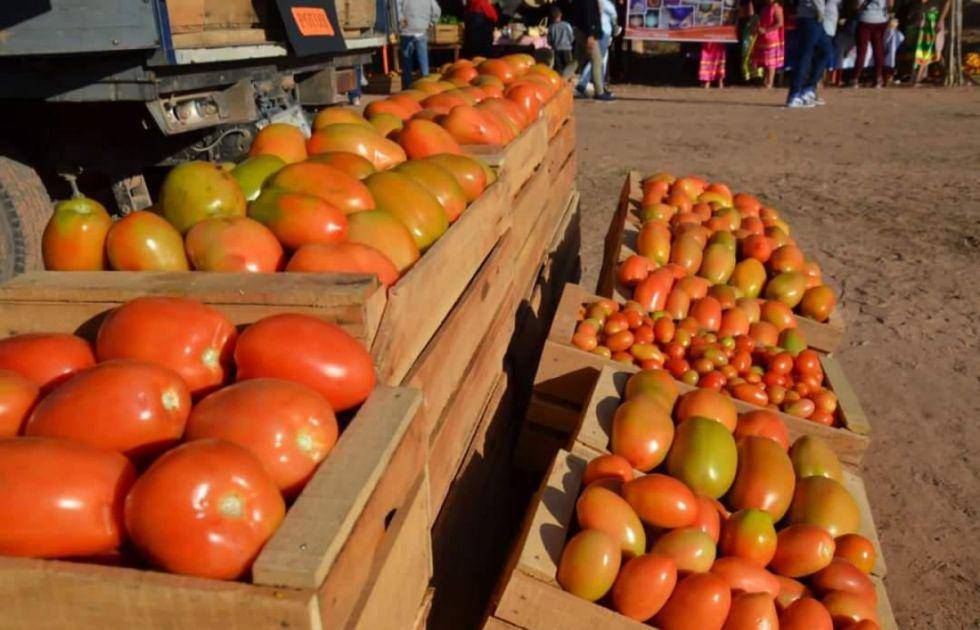 Productores de tomate en valles cruceños sufren pérdidas por bloqueos en Santa Cruz