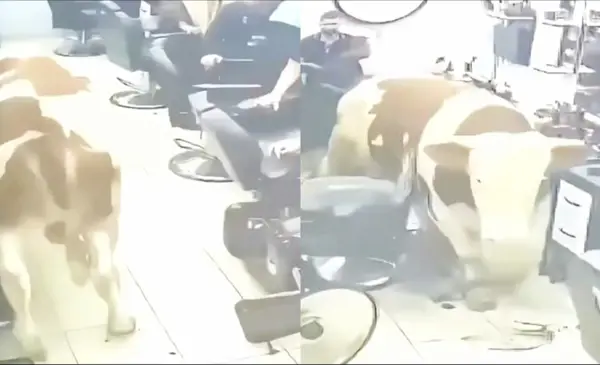 Escapado de su dueño, toro atraviesa escaparate y desata persecución en calles de Estambul