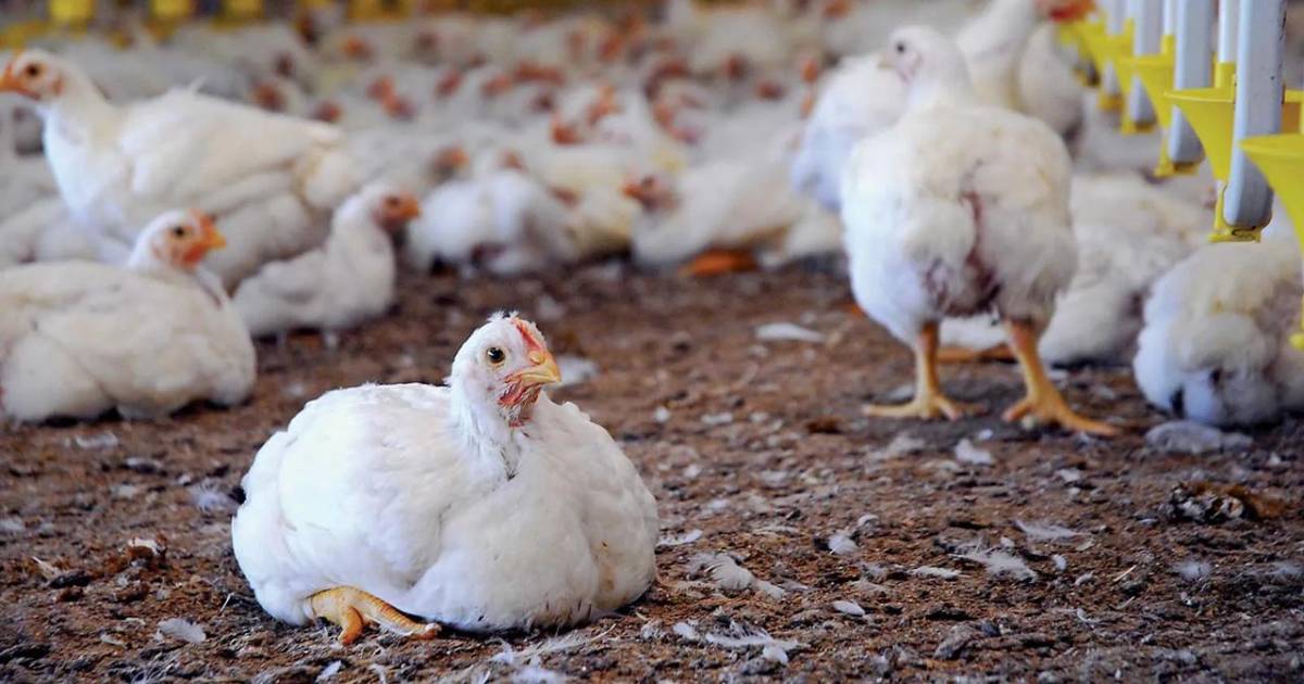 Desabastecimiento de alimento y insumos afecta a más de 2 millones de pollos en granjas de Pocona