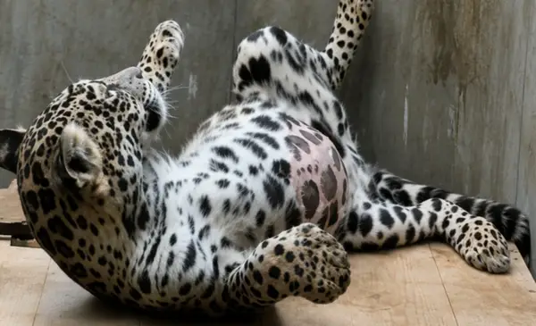 Coordinan traslado de jaguar Shiva y entrega de alimentos en Senda Verde pese a dificultades