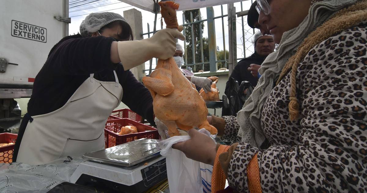 Crisis en el sector avícola provoca despidos y escasez de pollo y huevo a nivel nacional