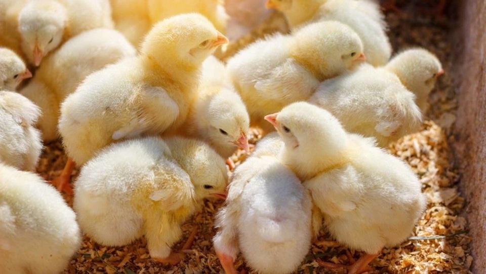 Bolivia es declarado país libre de Influenza Aviar de Alta Patogenicidad por la OMSA Bolivia es declarado país libre de Influenza Aviar de Alta Patogenicidad por la OMSA