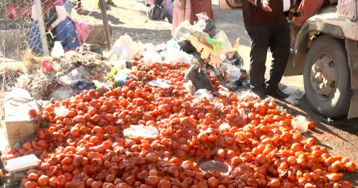 Productor pierde más del 80% de su carga de tomates tras 15 días de bloqueo en Santa Cruz
