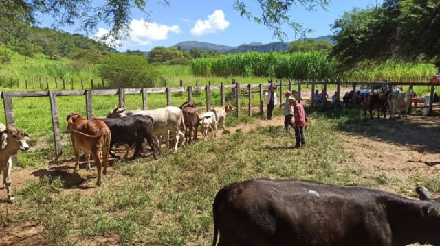 Ganaderos bajan precio del kilo gancho hasta 10%, pero carnicerías mantienen altos precios de carne Ganaderos bajan precio del kilo gancho hasta 10%, pero carnicerías mantienen altos precios de carne