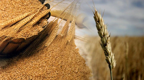 Más de 30 días de bloqueos en San Julián ponen en riesgo la planificación agrícola, advierte ASOSEMILLAS