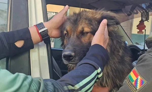 Rex, el perro callejero que acompañó a la Policía en operativos, es adoptado por el Comando Regional del Valle Bajo