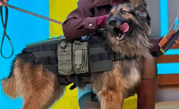 Rex, el perro callejero que se convirtió en subteniente de la Policía Boliviana tras los bloqueos en Parotani