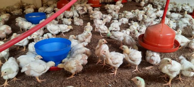 Sector avícola de Caraparí enfrenta crisis por altos costos y bloqueos, alertan productores