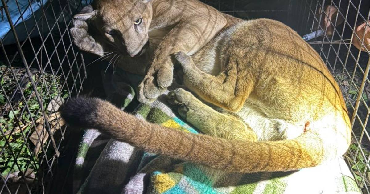 Puma sedado y trasladado para evaluación tras vigilia en zona urbana de Santa Cruz