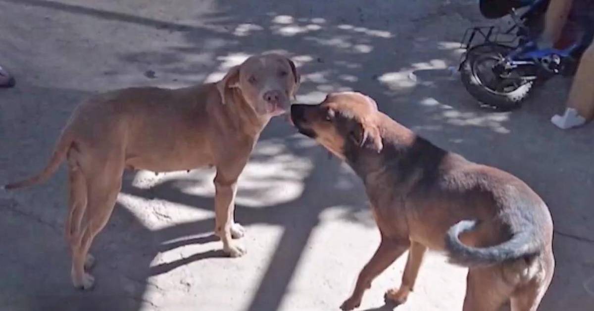 Dueño de perros que atacaron y causaron la muerte de mujer en Cochabamba queda en libertad