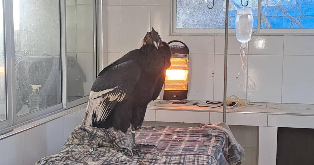 Cóndores en estado crítico reciben tratamiento especializado en Bioparque Agroflori